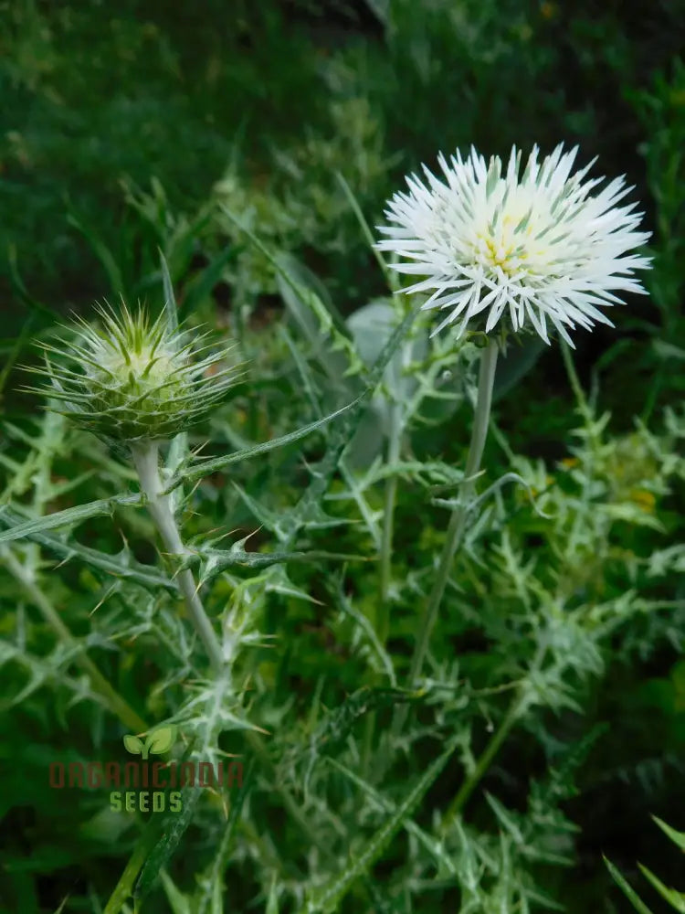 Galactites Tomentosa Alba Seeds - White Starry Flowers For Garden Borders And Rockeries Buy Now