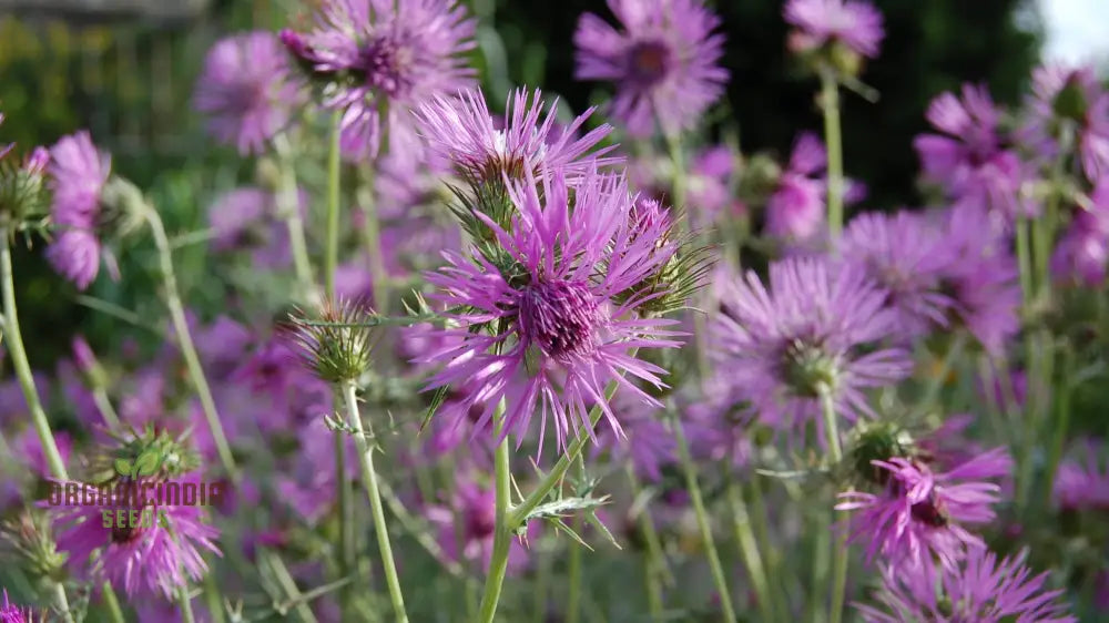 Galactites Tomentosa Seeds - Exquisite Gardening Delight For Enthusiasts Rare Mediterranean