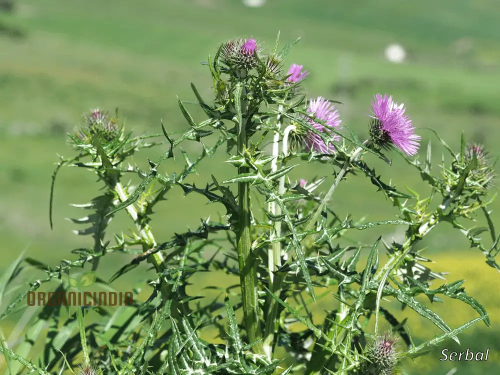 Galactites Tomentosa Seeds - Exquisite Gardening Delight For Enthusiasts Rare Mediterranean