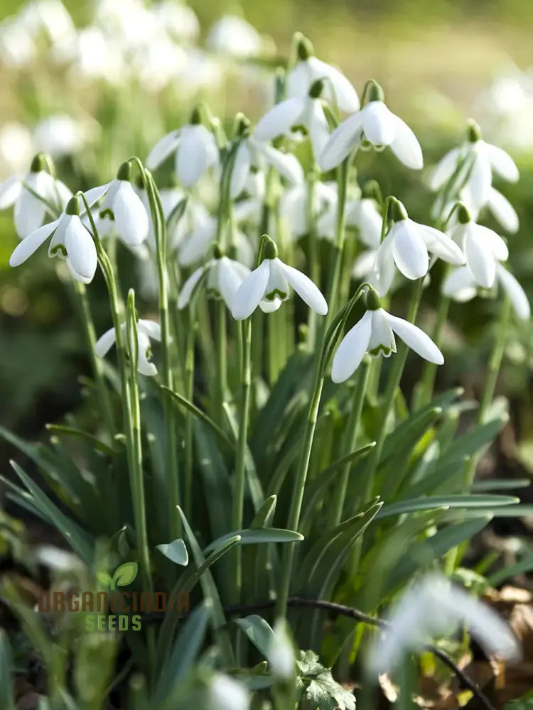 Galanthus Elwesii Flower Seeds For Planting Elegant Snowdrop Flowers For A Charming And Early