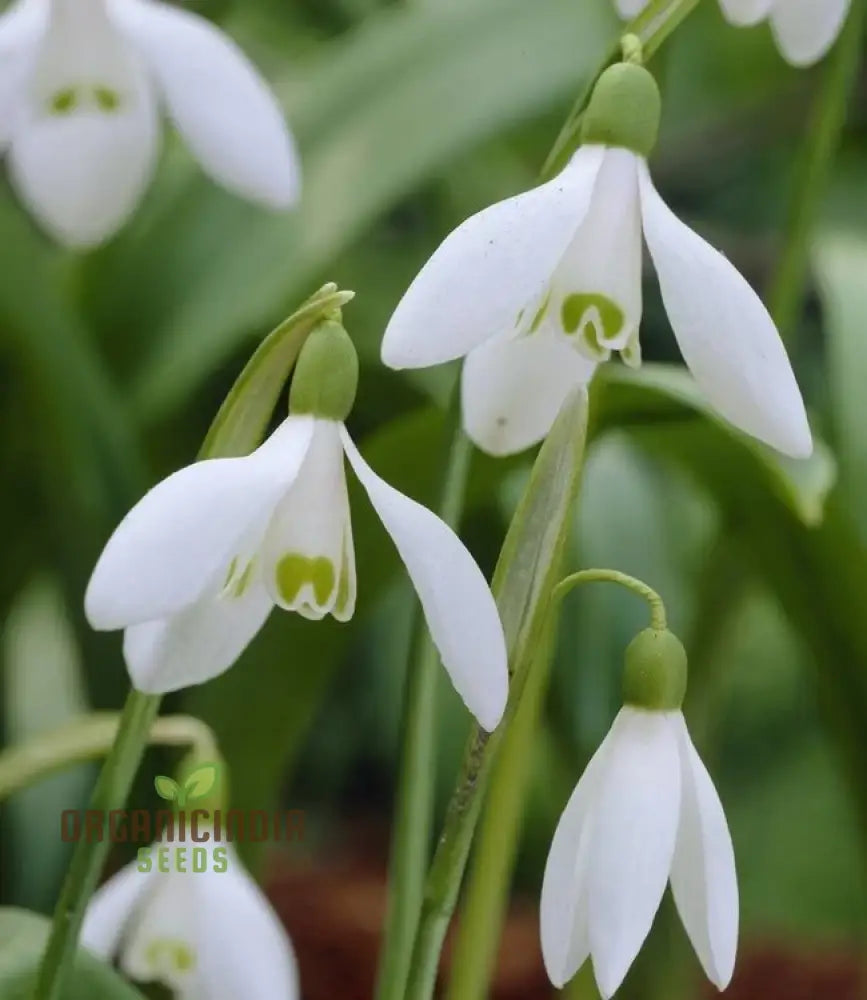 Galanthus Elwesii Flower Seeds For Planting Elegant Snowdrop Flowers For A Charming And Early