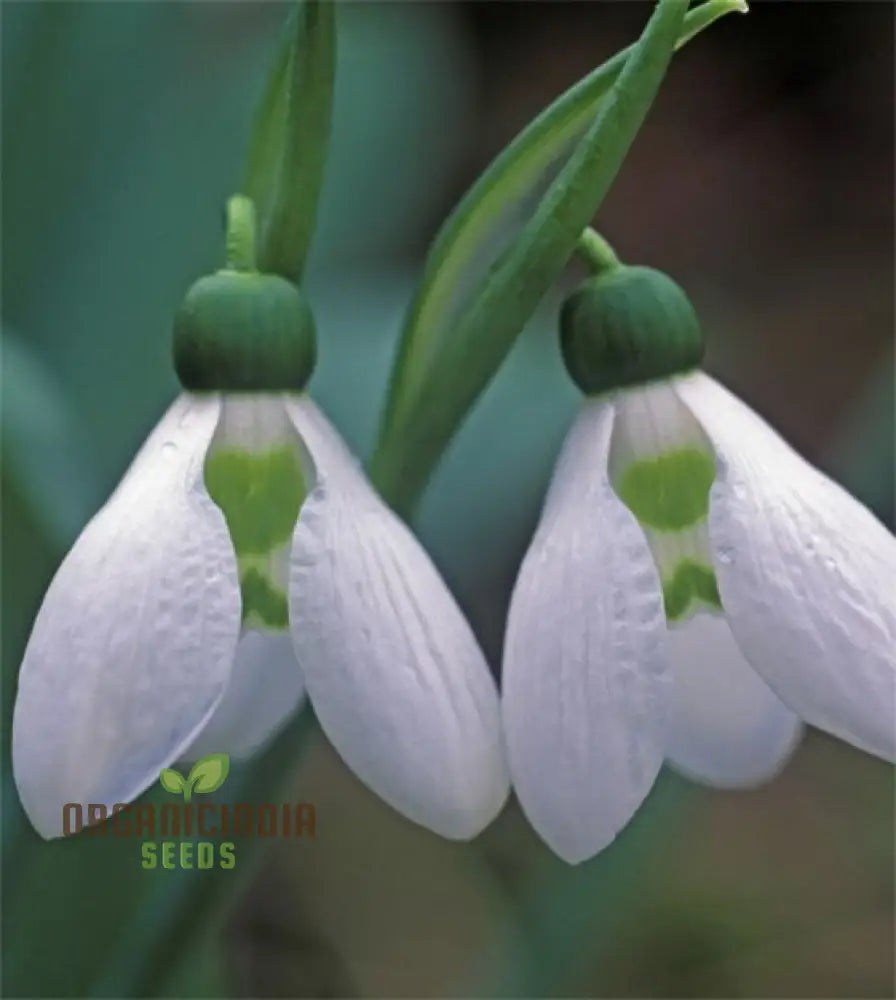 Galanthus Elwesii Flower Seeds For Planting Elegant Snowdrop Flowers For A Charming And Early