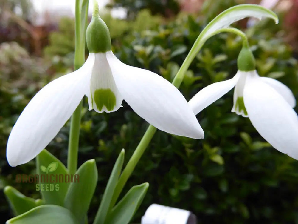 Galanthus Elwesii Flower Seeds For Planting Elegant Snowdrop Flowers For A Charming And Early