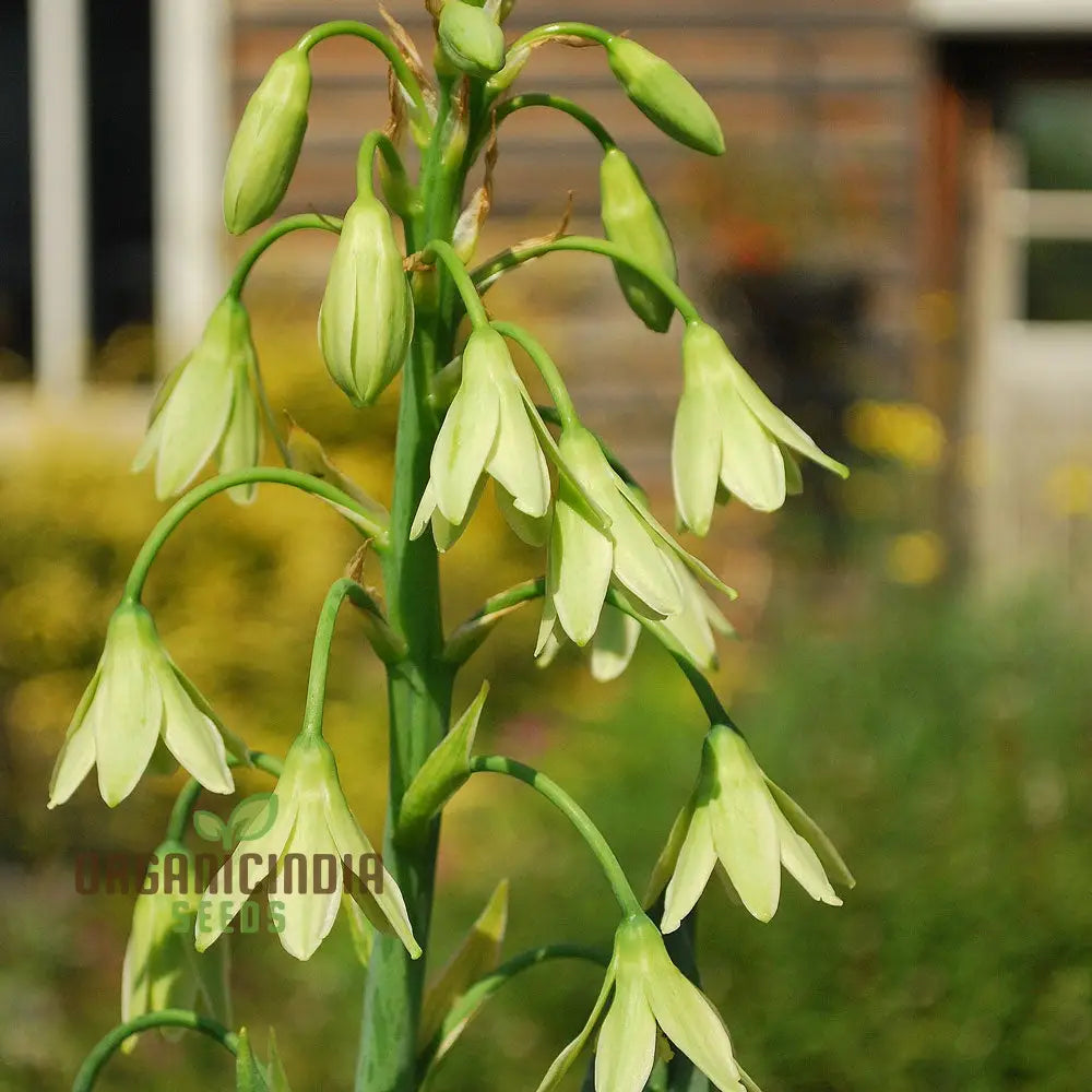 Galtonia Viridiflora Seeds For Planting - Premium Quality A Lush Garden