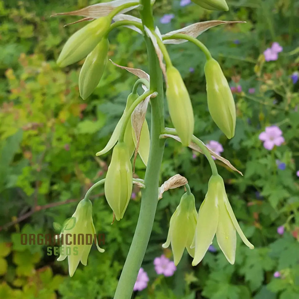 Galtonia Viridiflora Seeds For Planting - Premium Quality A Lush Garden