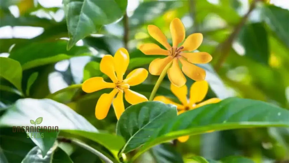 Gandharaj Yellow Flower Seeds For Planting Expert Guide Growing Vibrant Blossoms