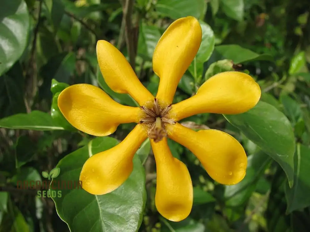 Gandharaj Yellow Flower Seeds For Planting Expert Guide Growing Vibrant Blossoms