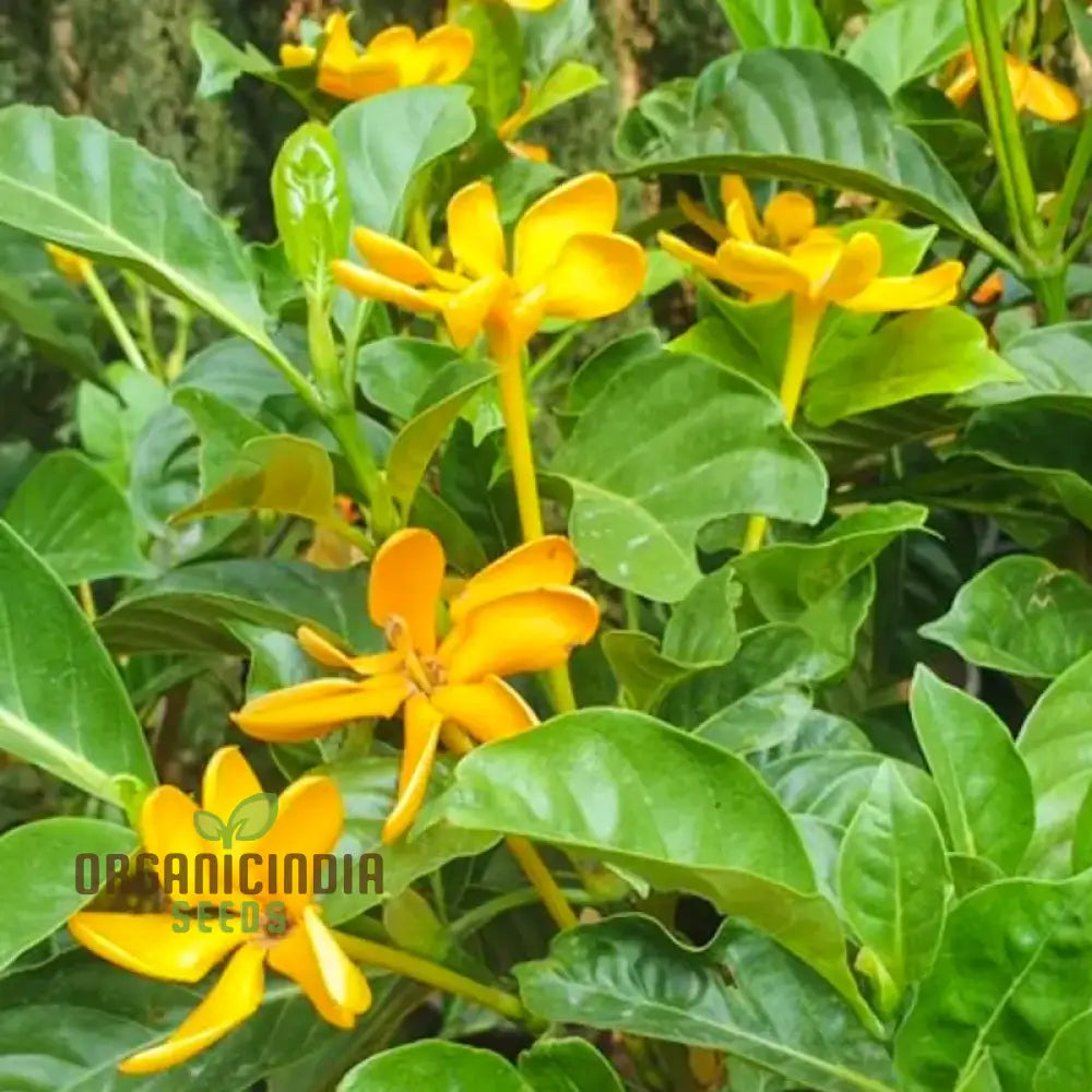 Gandharaj Yellow Flower Seeds For Planting Expert Guide Growing Vibrant Blossoms