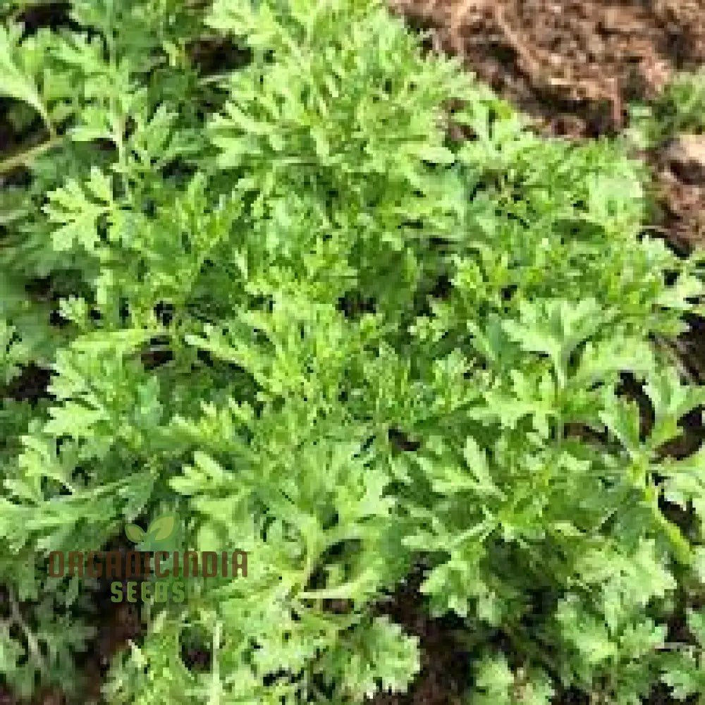 Garden Cress Seeds For Home Gardening - Grow Fresh Nutritious Greens In Your Own Backyard