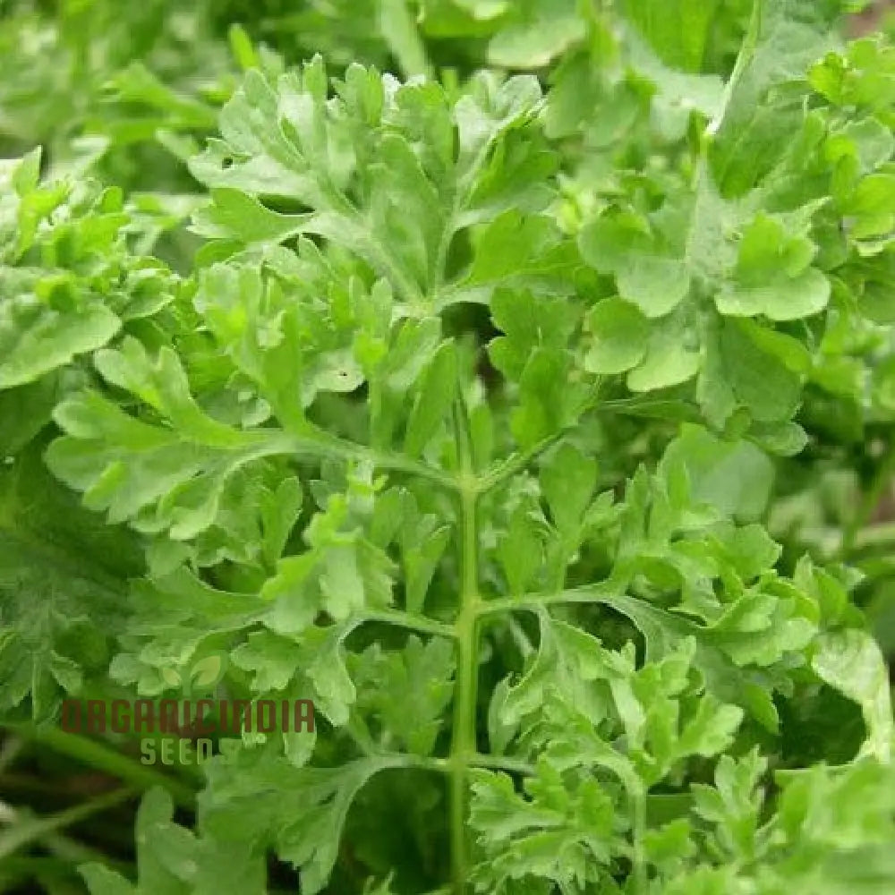 Garden Cress Seeds For Home Gardening - Grow Fresh Nutritious Greens In Your Own Backyard