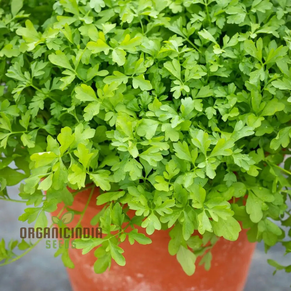 Garden Cress Seeds For Home Gardening - Grow Fresh Nutritious Greens In Your Own Backyard