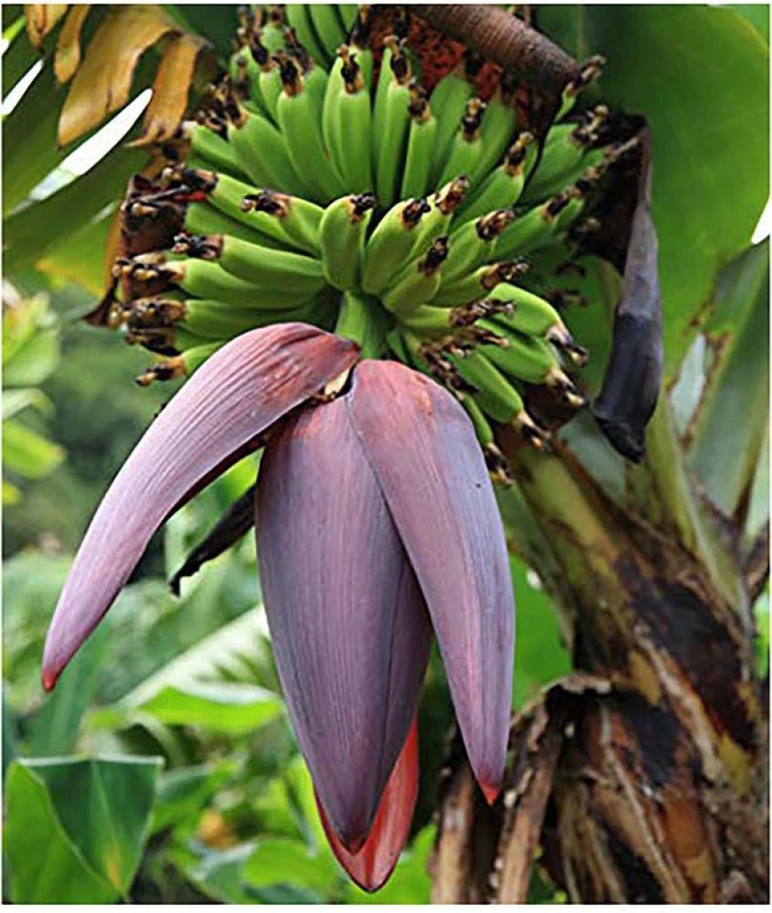 Musa Ornata Blossom Banana Seeds for Planting, 100 pcs - Fruit Seeds