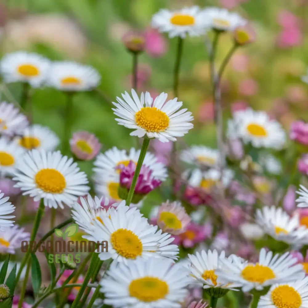 Garden With Mixed Karvinskianus Flower Seeds – Elevate Your Gardening Experience A Spectacular