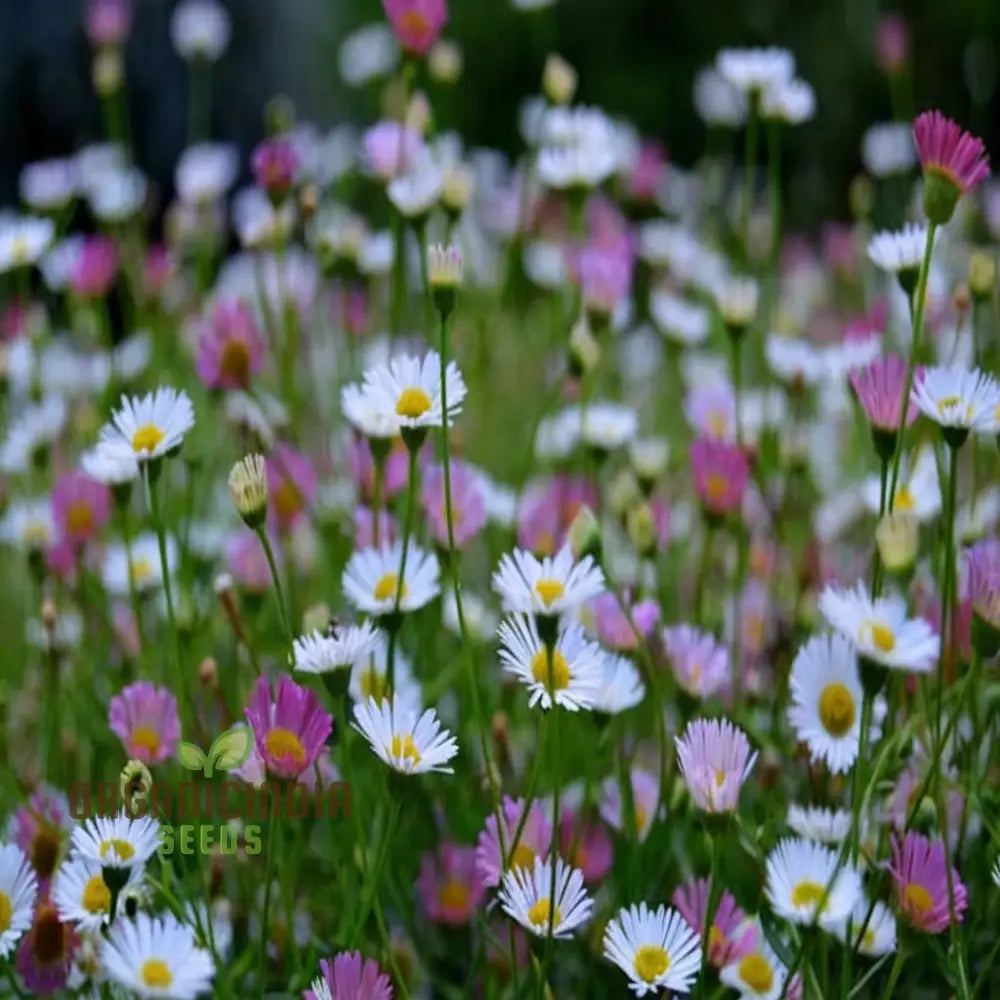 Garden With Mixed Karvinskianus Flower Seeds – Elevate Your Gardening Experience A Spectacular