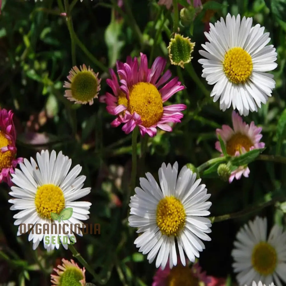 Garden With Mixed Karvinskianus Flower Seeds – Elevate Your Gardening Experience A Spectacular