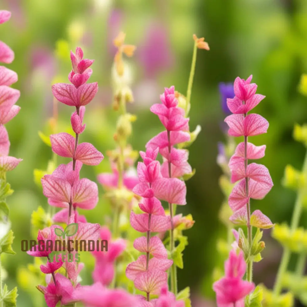 Gardening Guide For Salvia Say So Rose Flower Seeds Cultivate Stunning And Vibrant Blooms