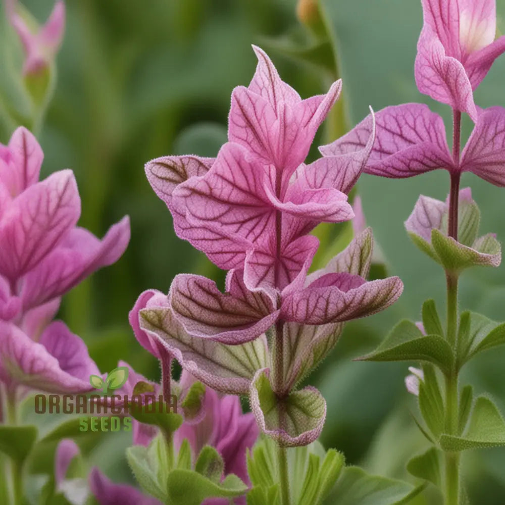 Gardening Guide For Salvia Say So Rose Flower Seeds Cultivate Stunning And Vibrant Blooms