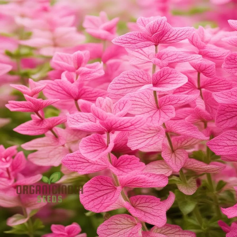 Gardening Guide For Salvia Say So Rose Flower Seeds Cultivate Stunning And Vibrant Blooms