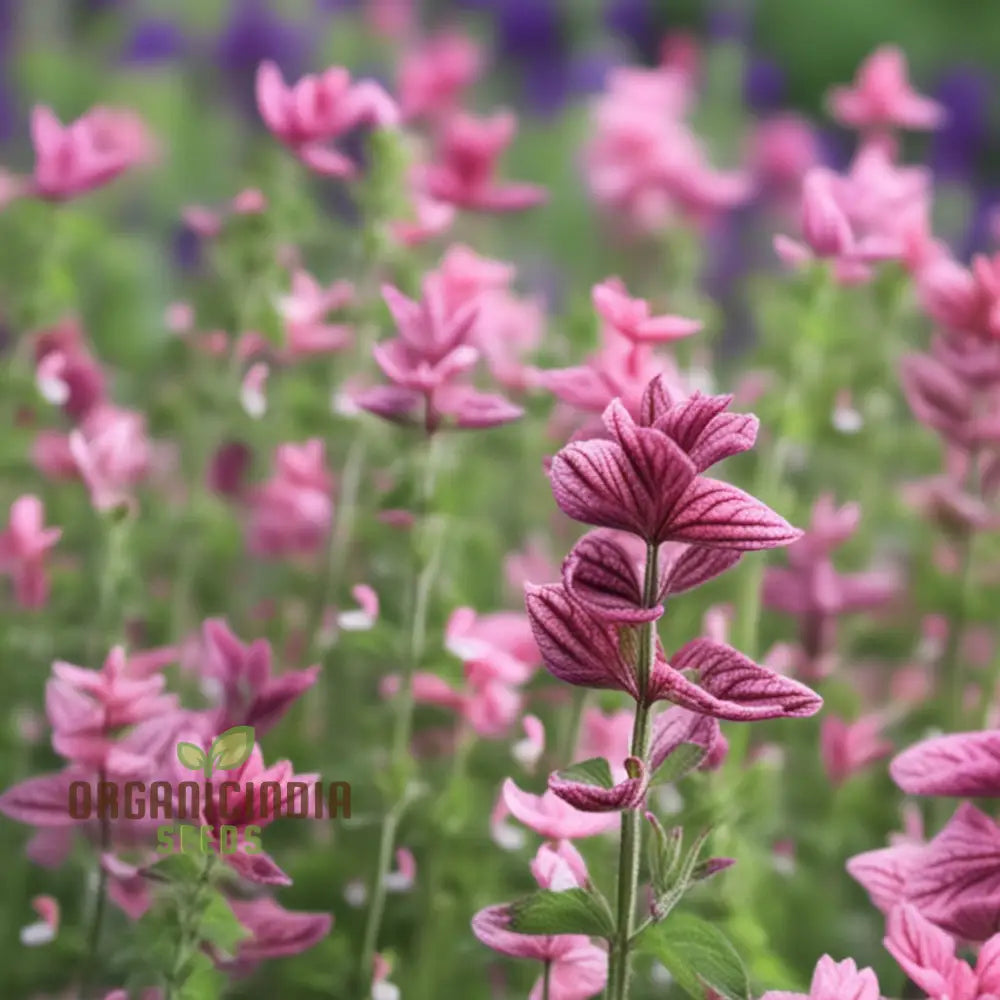 Gardening Guide For Salvia Say So Rose Flower Seeds Cultivate Stunning And Vibrant Blooms