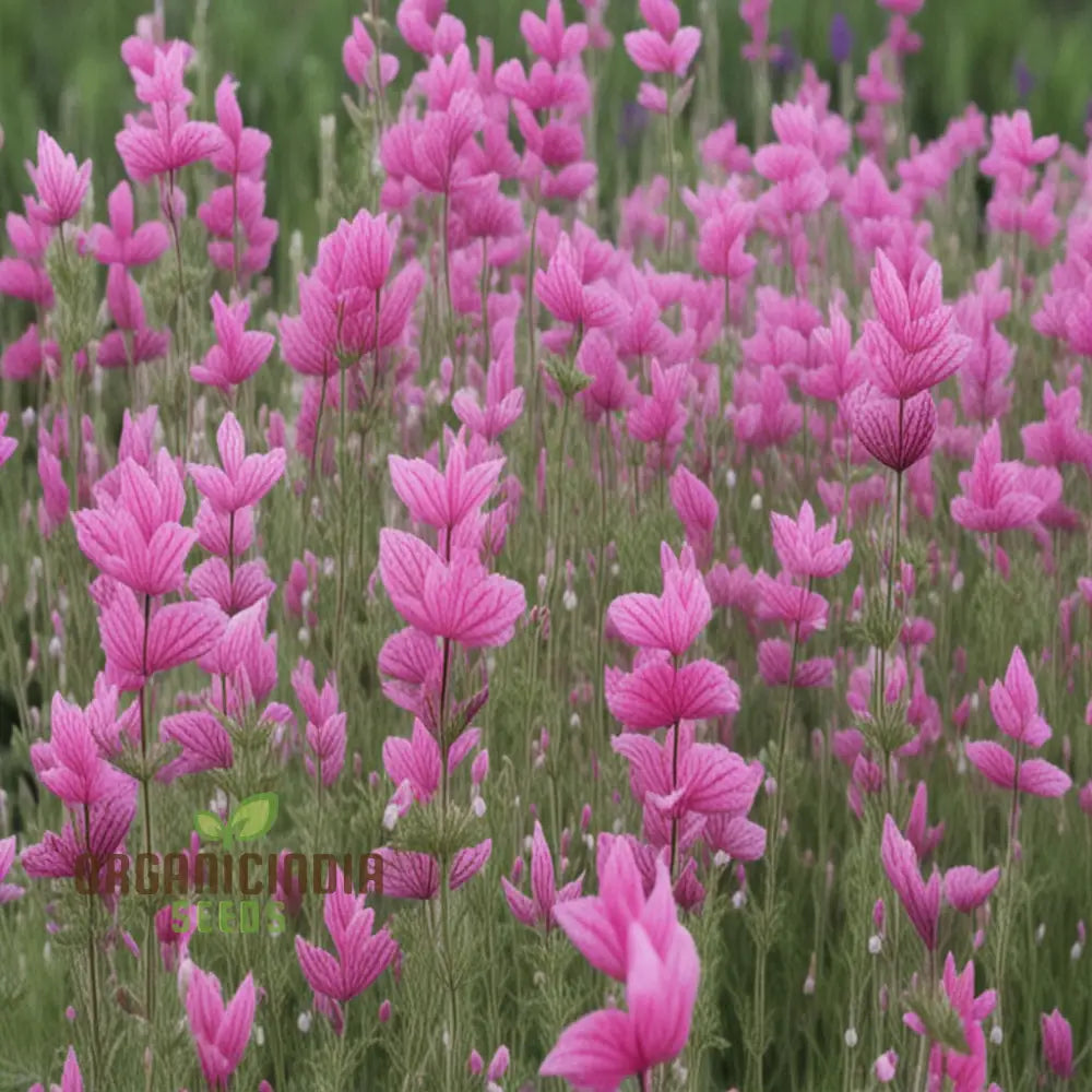 Gardening Guide For Salvia Say So Rose Flower Seeds Cultivate Stunning And Vibrant Blooms