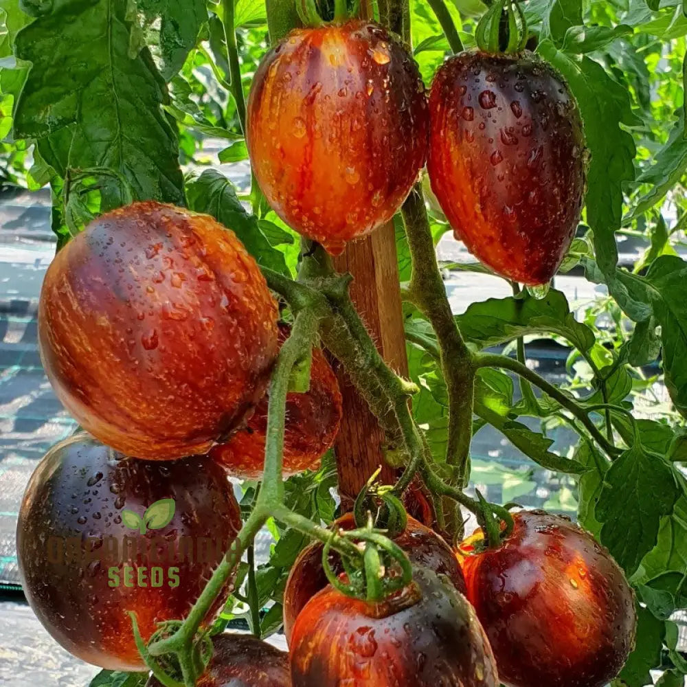 Gargamel Tomato Vegetable Seeds Rare Fines Striped-Rare Vegetable Seeds Nightshades