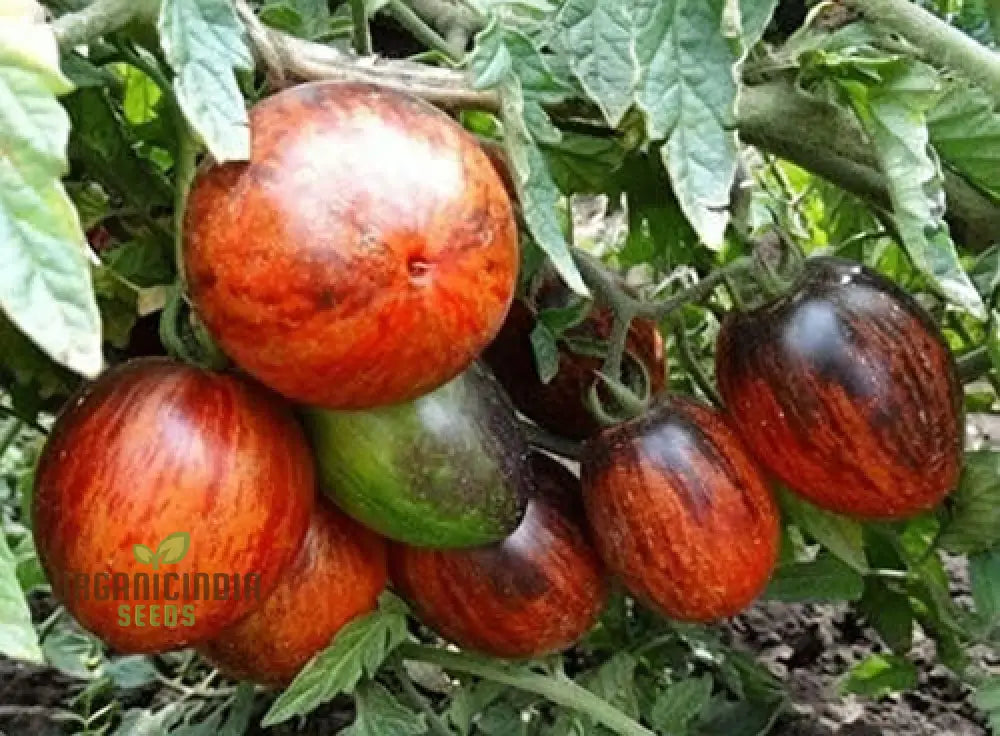 Gargamel Tomato Vegetable Seeds Rare Fines Striped-Rare Vegetable Seeds Nightshades