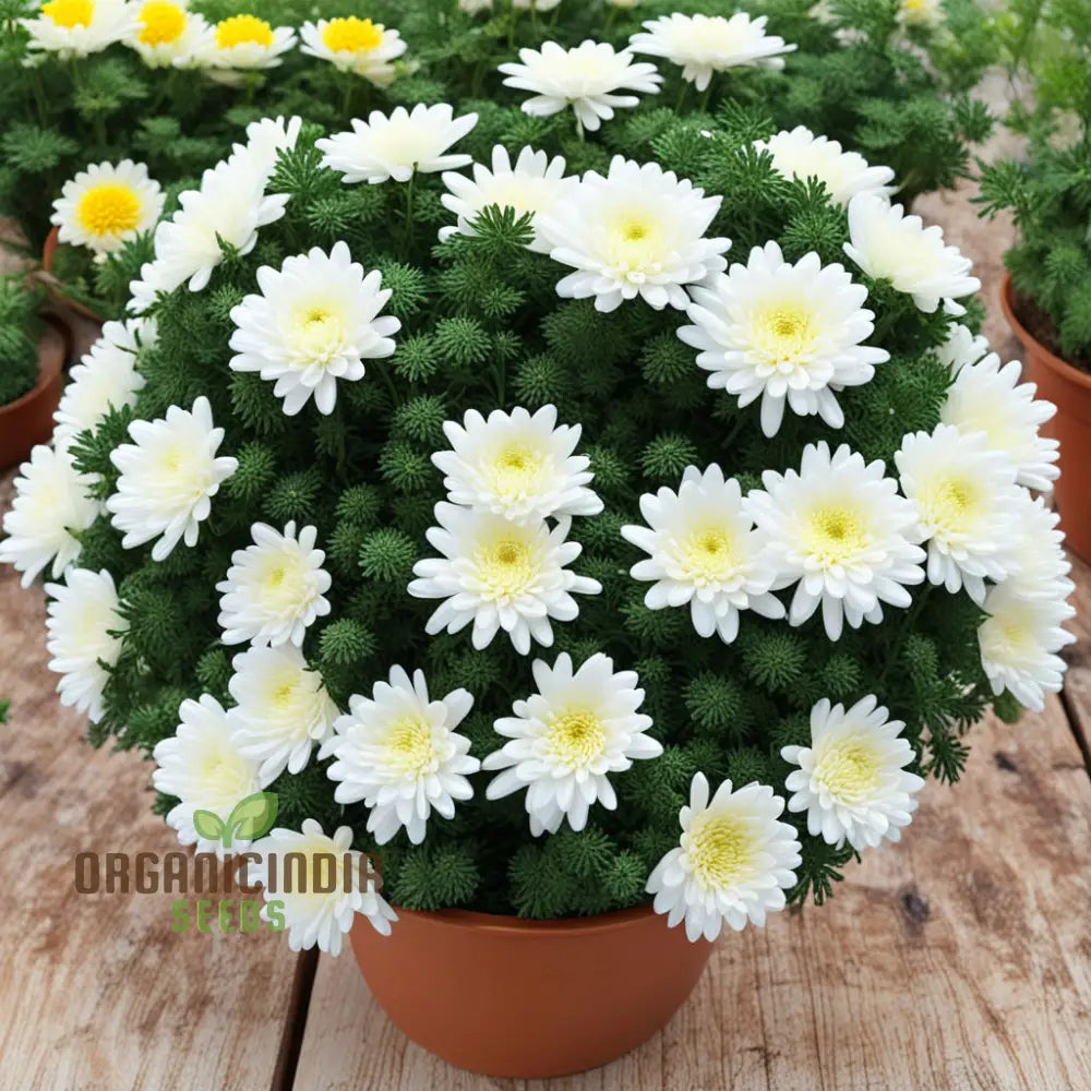 Garland Chrysanthemum Gardening Flower Seeds Colorful And Nutritious Addition To Your Garden Annuals