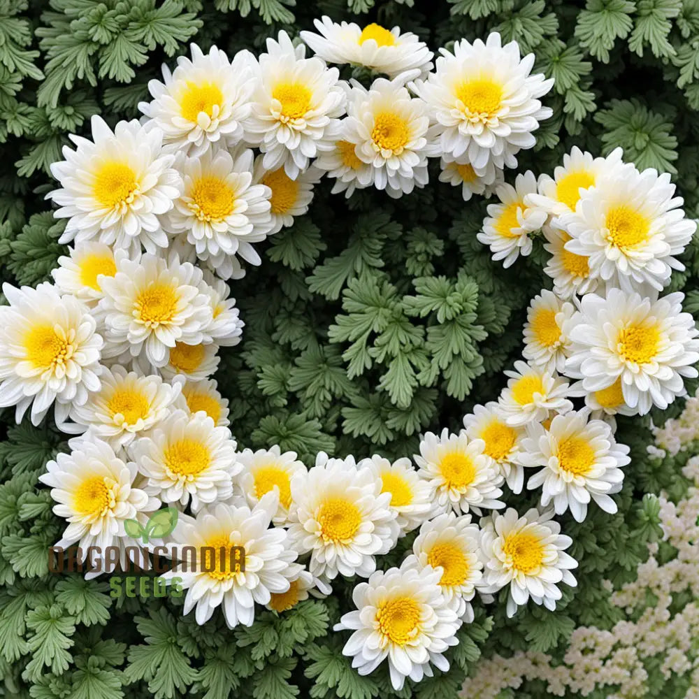 Garland Chrysanthemum Gardening Flower Seeds Colorful And Nutritious Addition To Your Garden Annuals