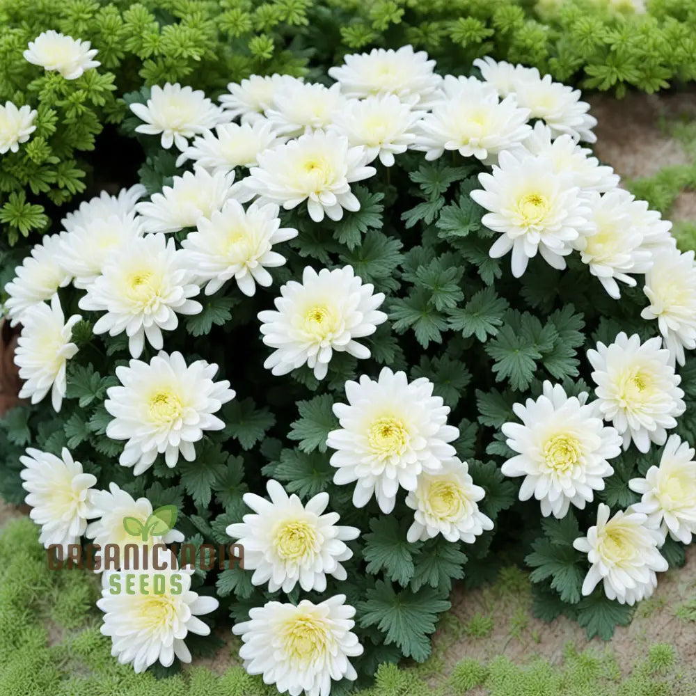 Garland Chrysanthemum Gardening Flower Seeds Colorful And Nutritious Addition To Your Garden Annuals