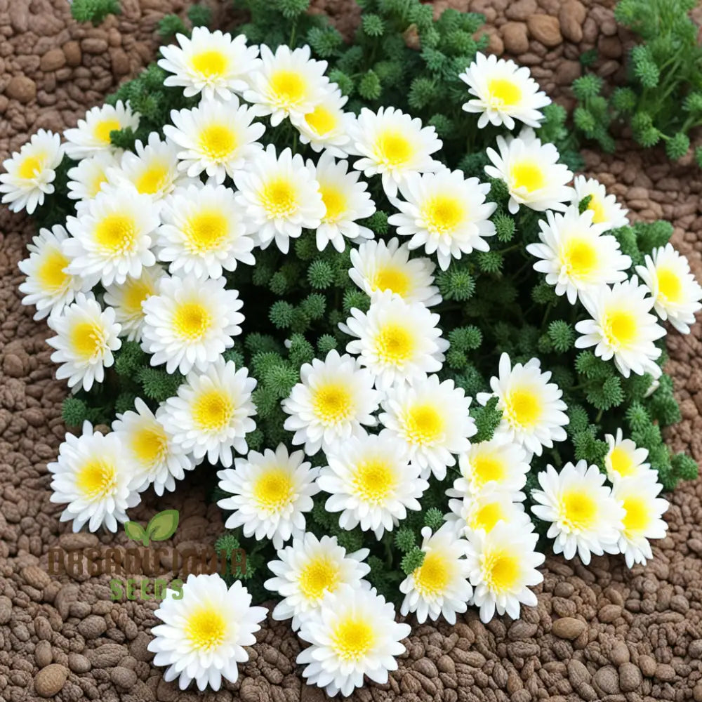 Garland Chrysanthemum Gardening Flower Seeds Colorful And Nutritious Addition To Your Garden Annuals