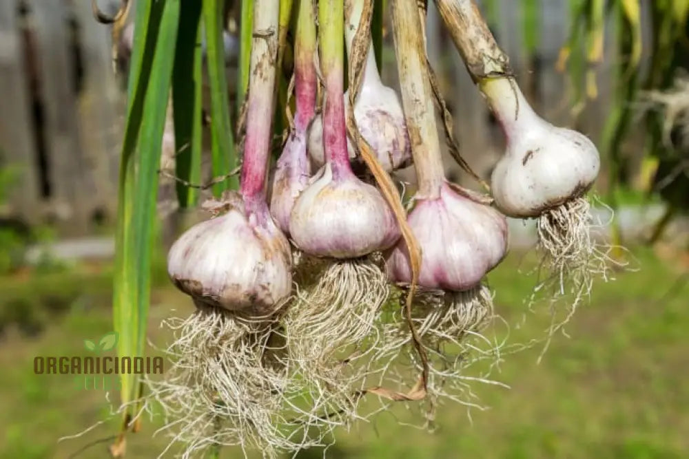 Garlic Bonsai Vegetable Seeds Rare Onions Red Healthy Vegetable Seeds For Planting Alliums