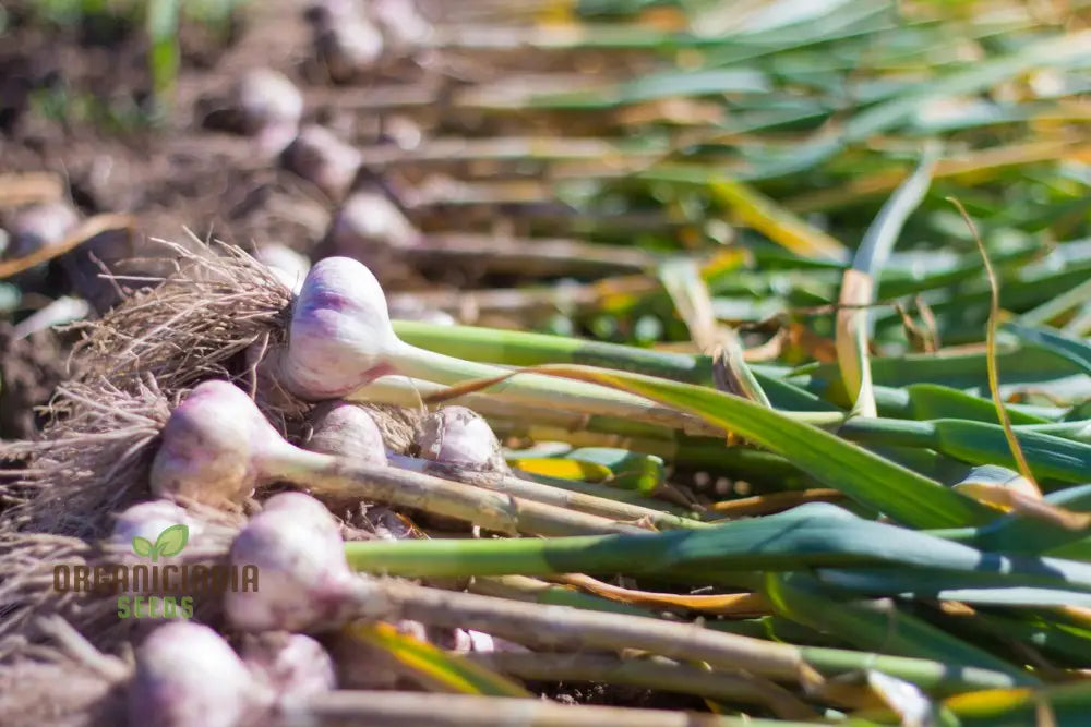 Garlic Bonsai Vegetable Seeds Rare Onions Red Healthy Vegetable Seeds For Planting Alliums