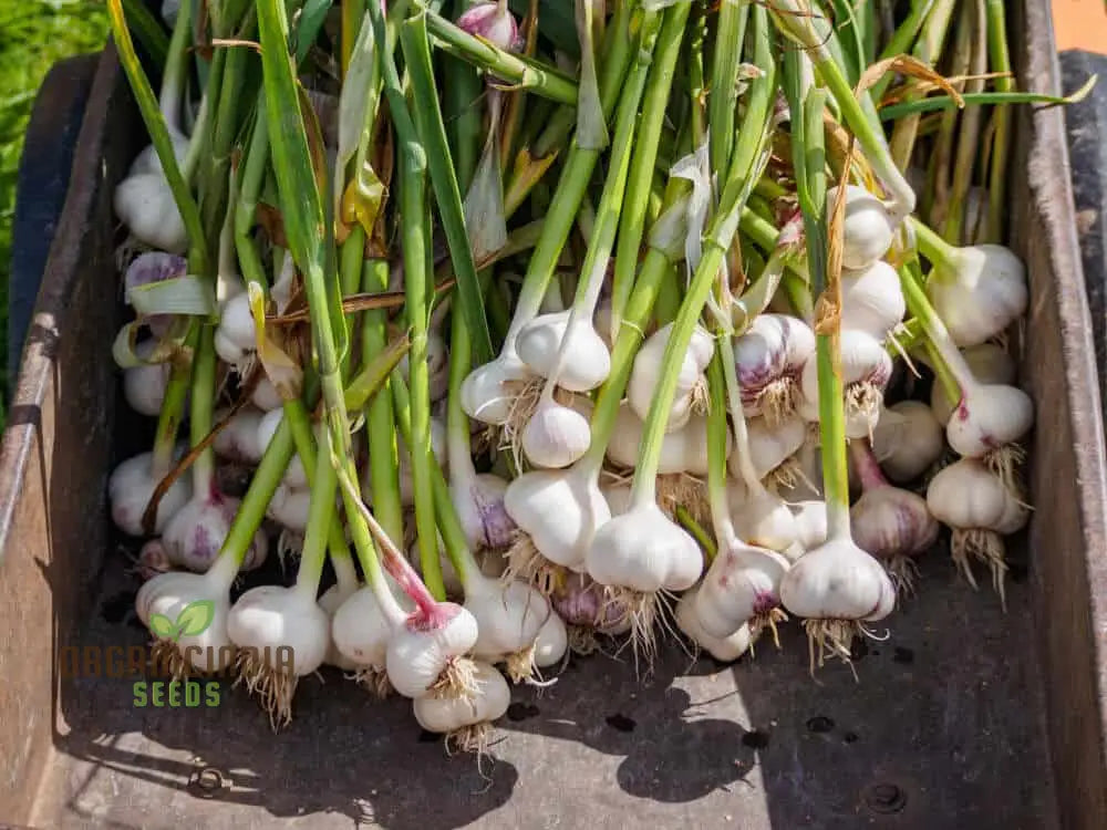 Garlic Bonsai Vegetable Seeds Rare Onions Red Healthy Vegetable Seeds For Planting Alliums