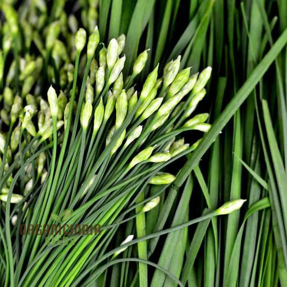 Garlic Chive Seeds For Planting Premium Quality Home Gardening Enhance Your Herb