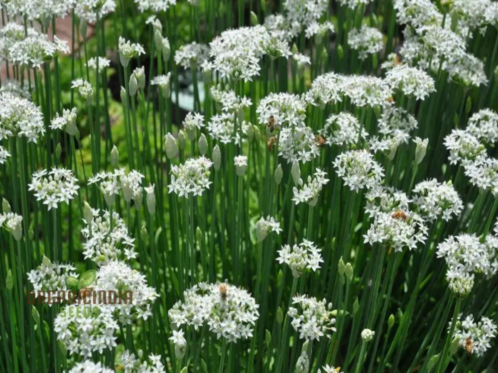 Garlic Chive Seeds For Planting Premium Quality Home Gardening Enhance Your Herb