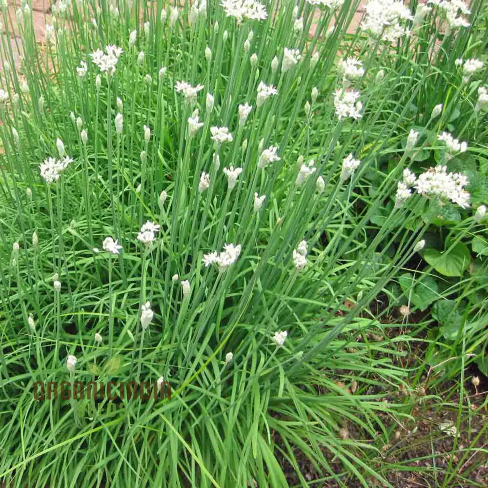 Garlic Chive Seeds For Planting Premium Quality Home Gardening Enhance Your Herb