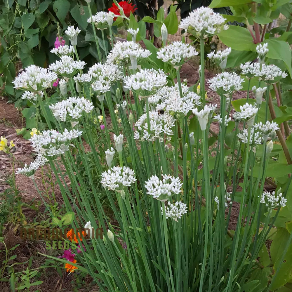 Garlic Chive Seeds For Planting Premium Quality Home Gardening Enhance Your Herb