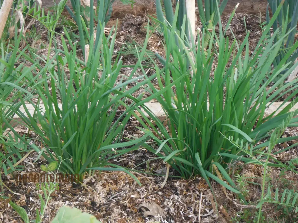 Garlic Chives Seeds High Yield Open-Pollinated Heirloom Chinese Leek Perfect For Planting In Home