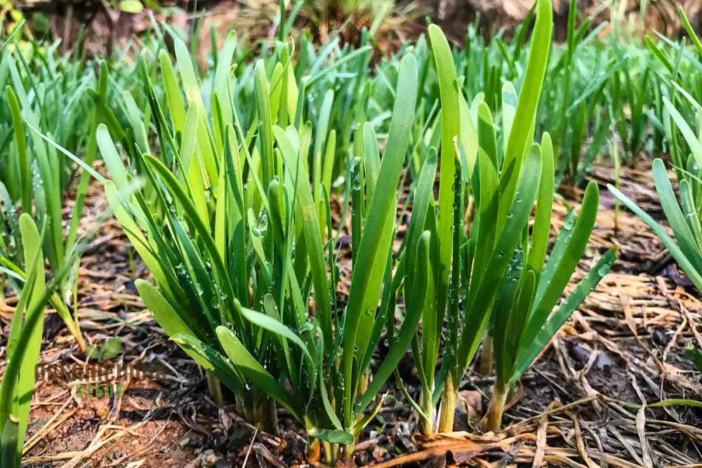 Garlic Chives Seeds High Yield Open-Pollinated Heirloom Chinese Leek Perfect For Planting In Home