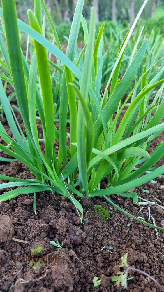 Garlic Chives Seeds High Yield Open-Pollinated Heirloom Chinese Leek Perfect For Planting In Home