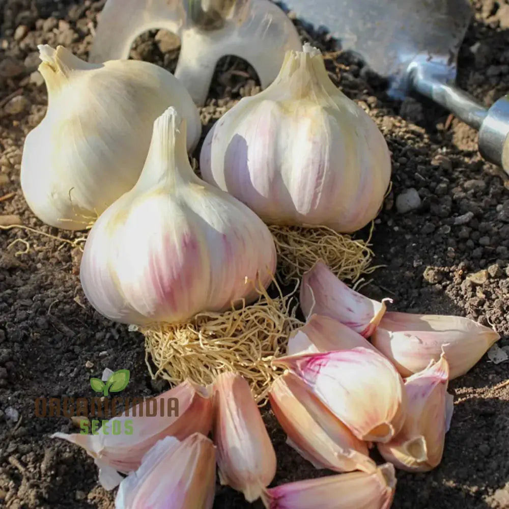 Garlic Kingsland Your Premier Destination For Superior Gardening Supplies And Expert Tips Bountiful