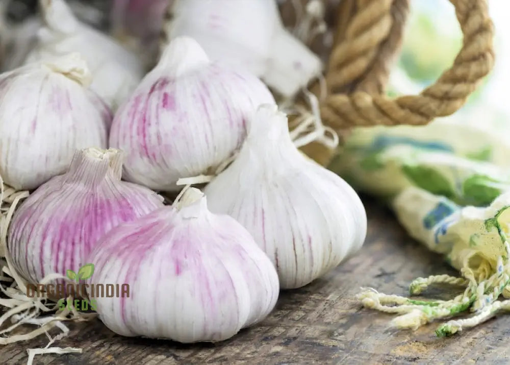 Garlic Kingsland Your Premier Destination For Superior Gardening Supplies And Expert Tips Bountiful