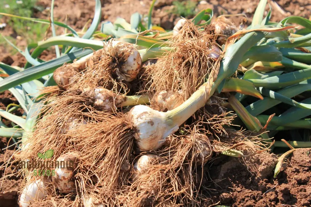 Garlic Kingsland Your Premier Destination For Superior Gardening Supplies And Expert Tips Bountiful