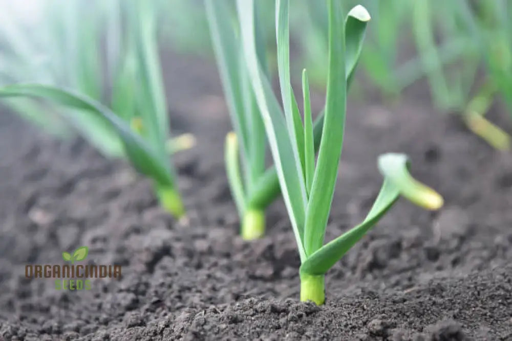 Garlic Maddock: Premium Organic Gardening Bulbs For Robust Growth And Flavorful Harvest - Perfect