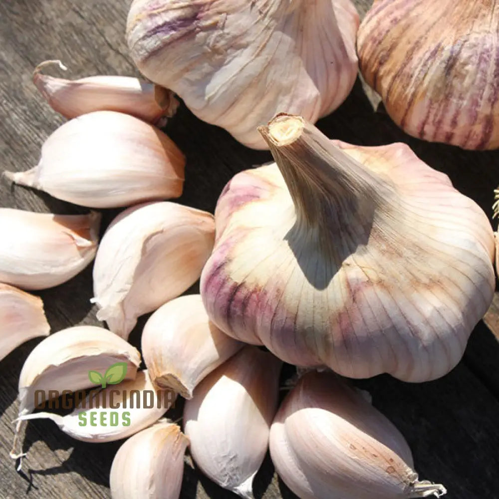 Garlic Maddock: Premium Organic Gardening Bulbs For Robust Growth And Flavorful Harvest - Perfect