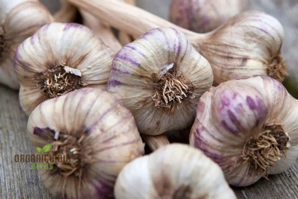 Garlic Maddock: Premium Organic Gardening Bulbs For Robust Growth And Flavorful Harvest - Perfect