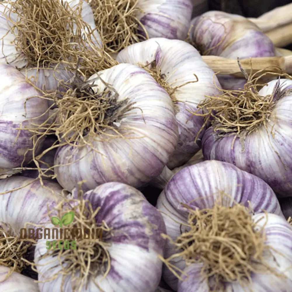 Garlic Maddock: Premium Organic Gardening Bulbs For Robust Growth And Flavorful Harvest - Perfect