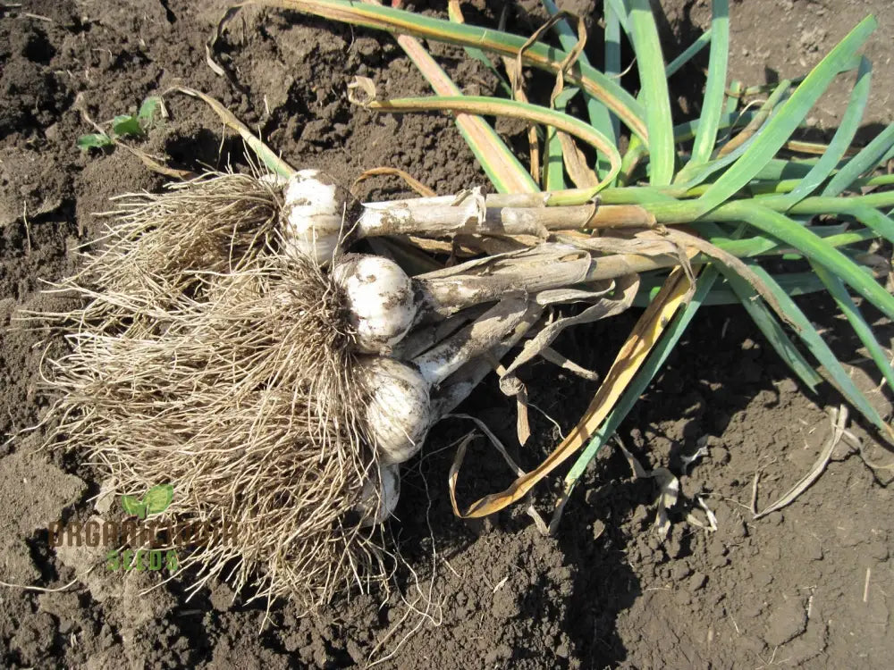 Garlic Mersley The Ultimate Addition To Your Garden For Flavorful Harvests And Year-Round Culinary