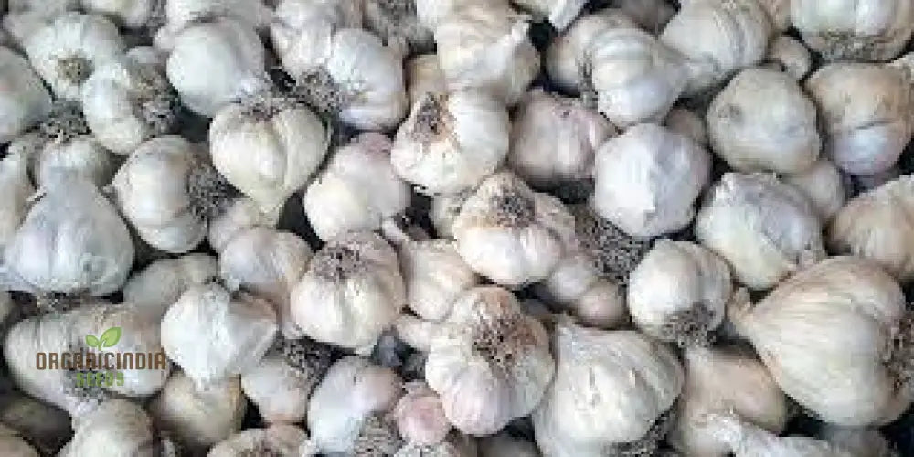 Garlic Mersley The Ultimate Addition To Your Garden For Flavorful Harvests And Year-Round Culinary