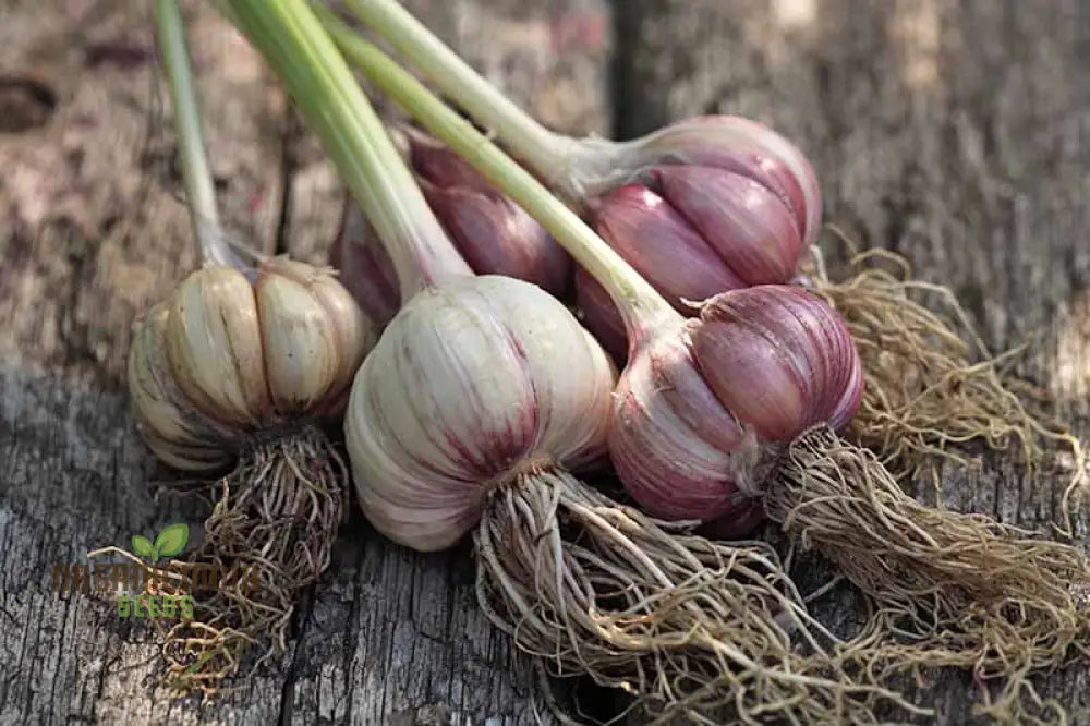 Garlic Provence Bulbs For Planting And Gardening High-Yield Robust Aromatic Home Gardens –